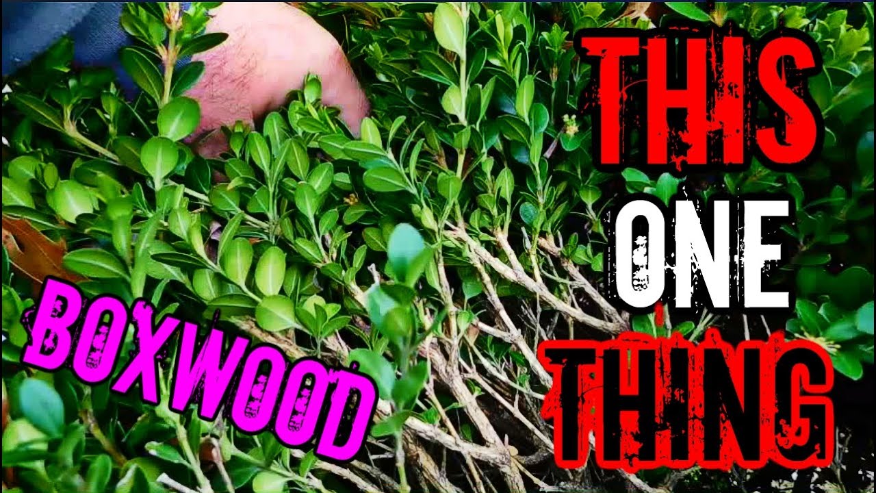 How to trim boxwood bushes and not stress about it. (time-lapse)