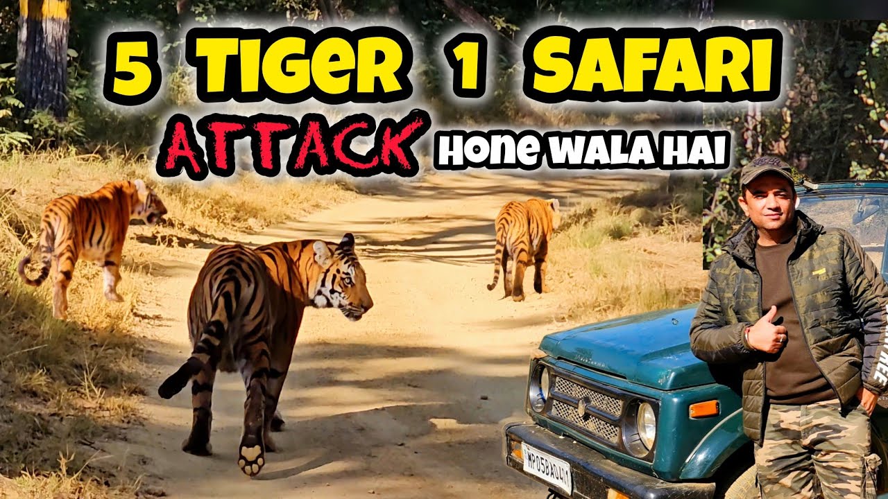 Satpura National Park | Jungle Safari Core Forest | Satpura Tiger Reserve | Madhai Gate #mptourism