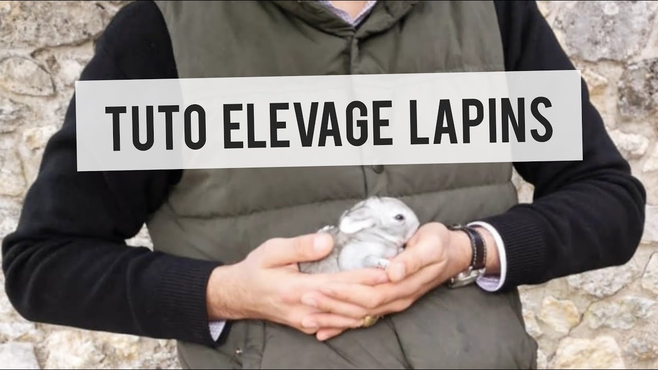 TUTO : petit élevage de lapins de chair
