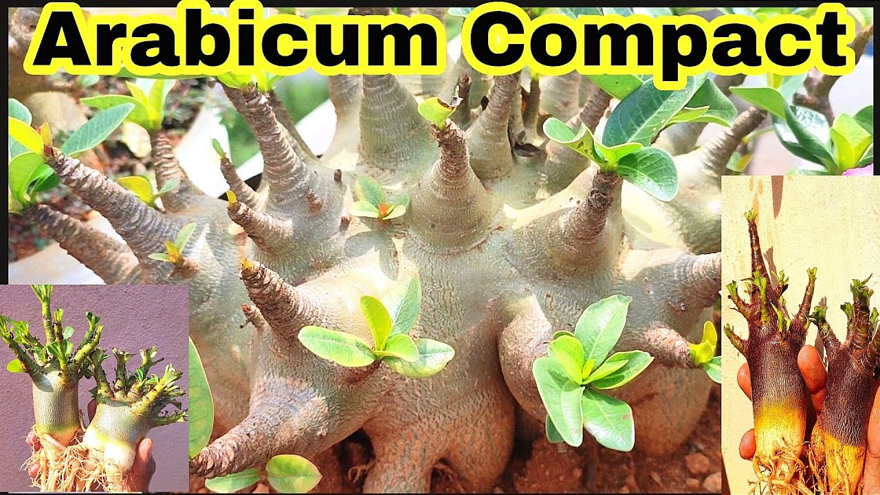 Adenium Compact Variety Arabicum