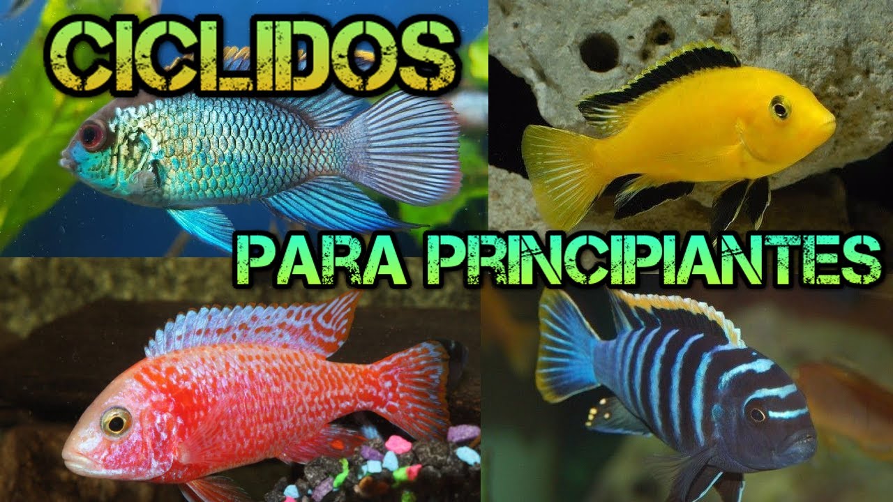 Los mejores ciclidos para principiantes| Top 5