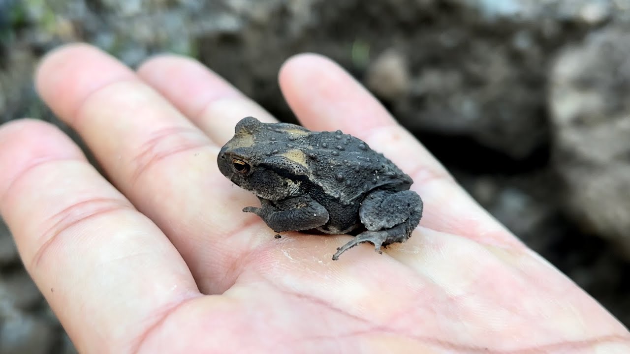 ヒキガエルの飼育始めます。飼育環境を作る