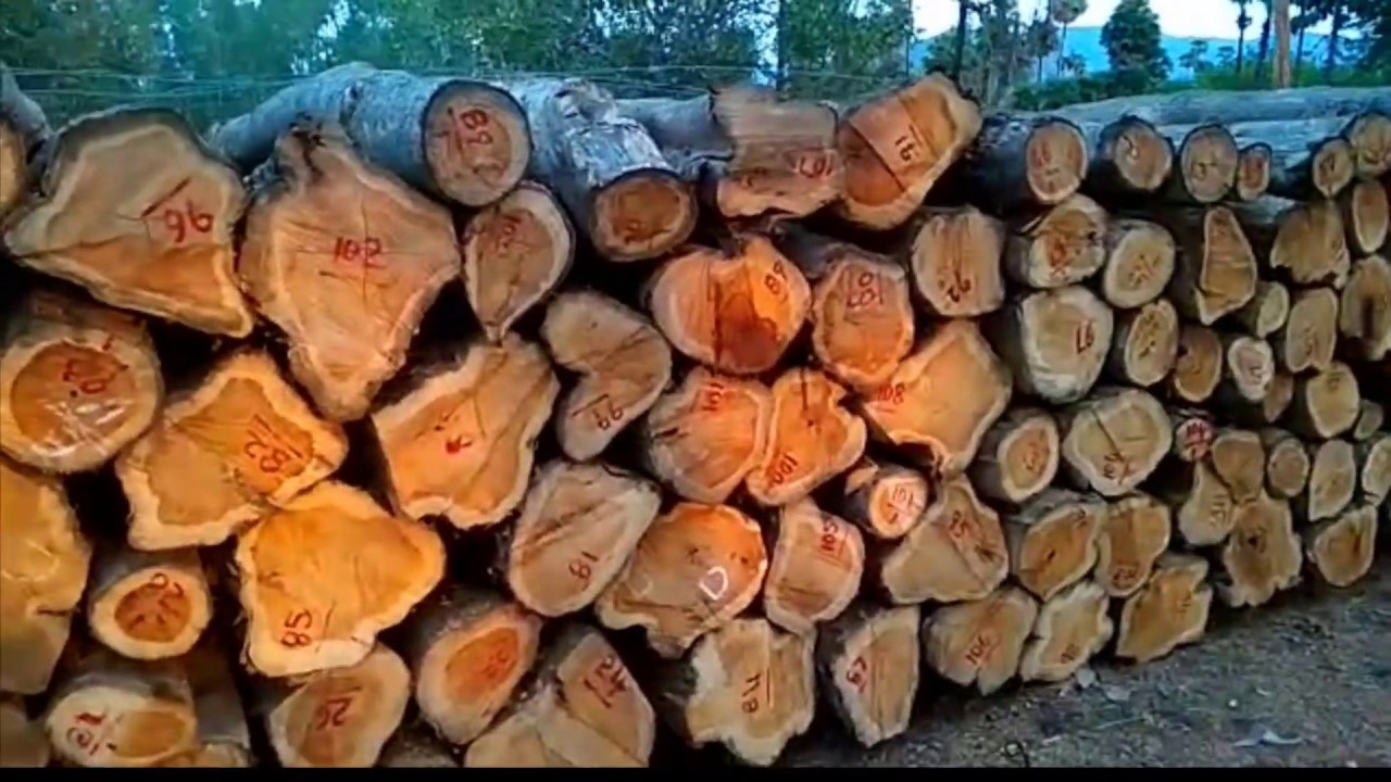 Best teak timber logs for sale | forest department approved teak wood