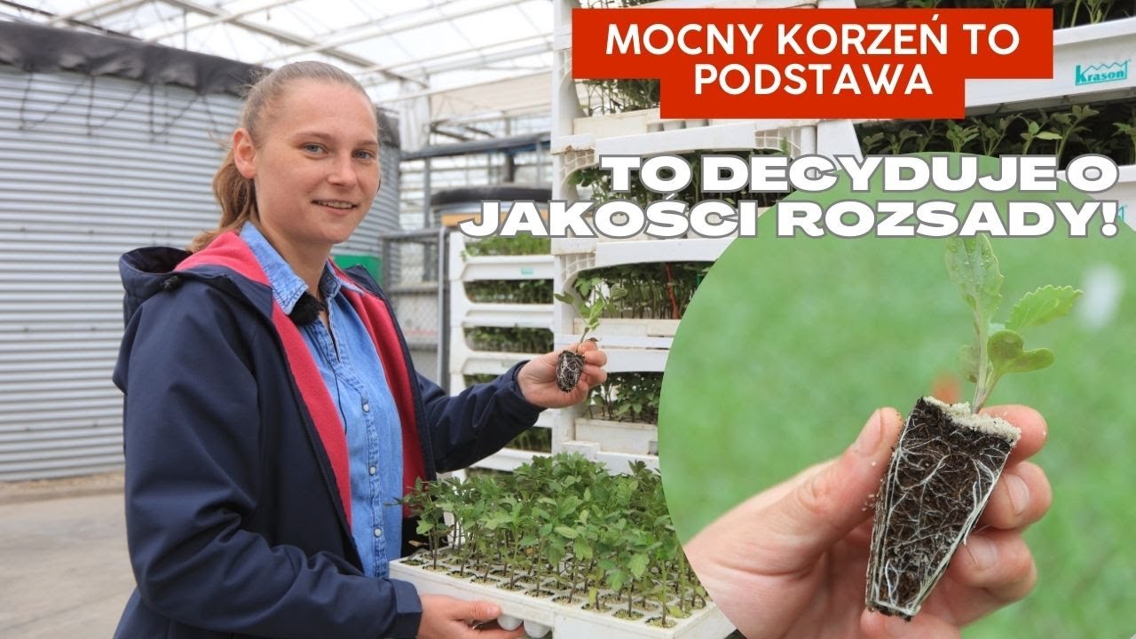 Mocny korzeń to podstawa. To decyduje o jakości profesjonalnej rozsady!
