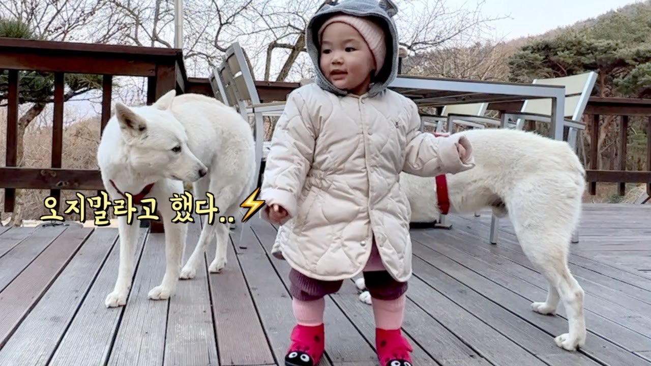 아기에게 다른 강아지가 다가오자 필사적으로 보호하려는 놀라운 진돗개 (감동😱)