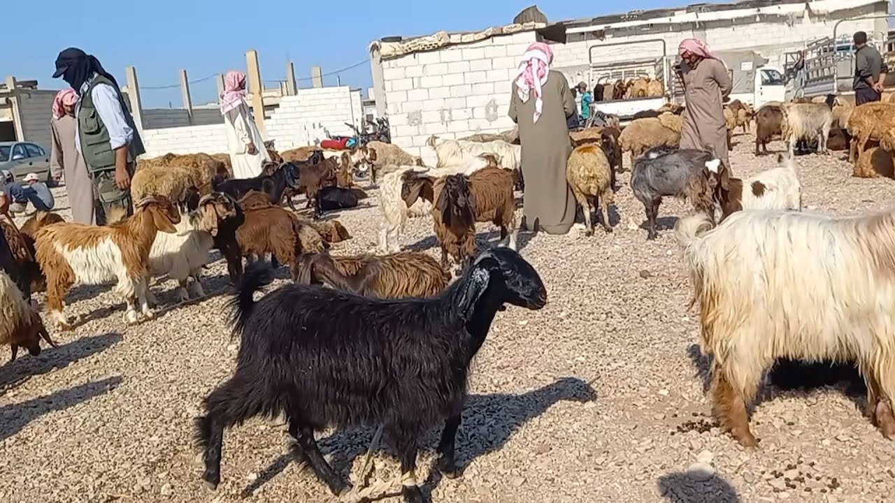 تراجع سوق المواشي في ريف حمص.. ما الأسباب؟