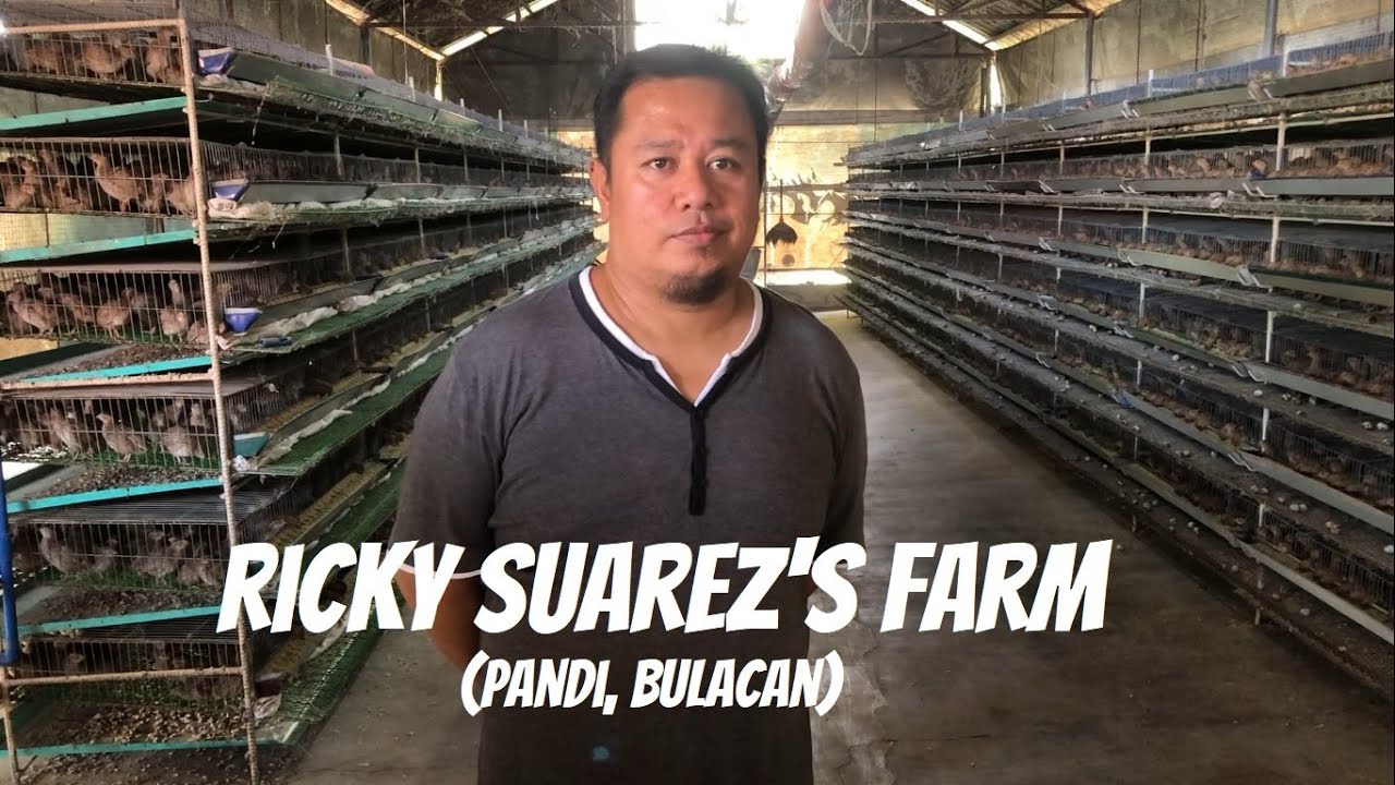 RICKY SUAREZ'S FARM