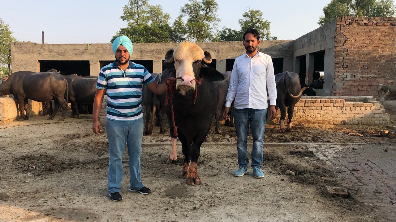 Neeli Ravi Dogar bull