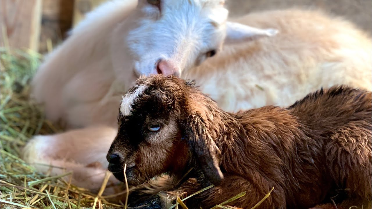 First time mom has huge buckling! (Goat Birth | Graphic)