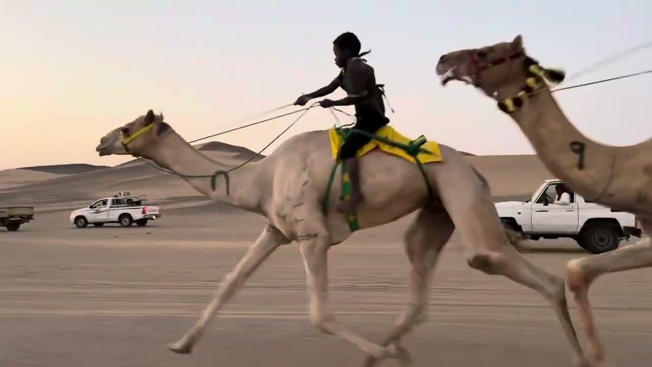 سباق ميدان الرمضه. يوم الاربعاء الموافق 19/03/1445      المركز الاول. شاهـين. لــ محمد عطالله الجهني