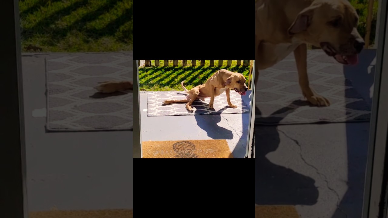 Dog Rescue 🙏 Meet Nika #dogrescue #dog #rescue #animalrescue #saved #love #puppy #thankyougod #hope