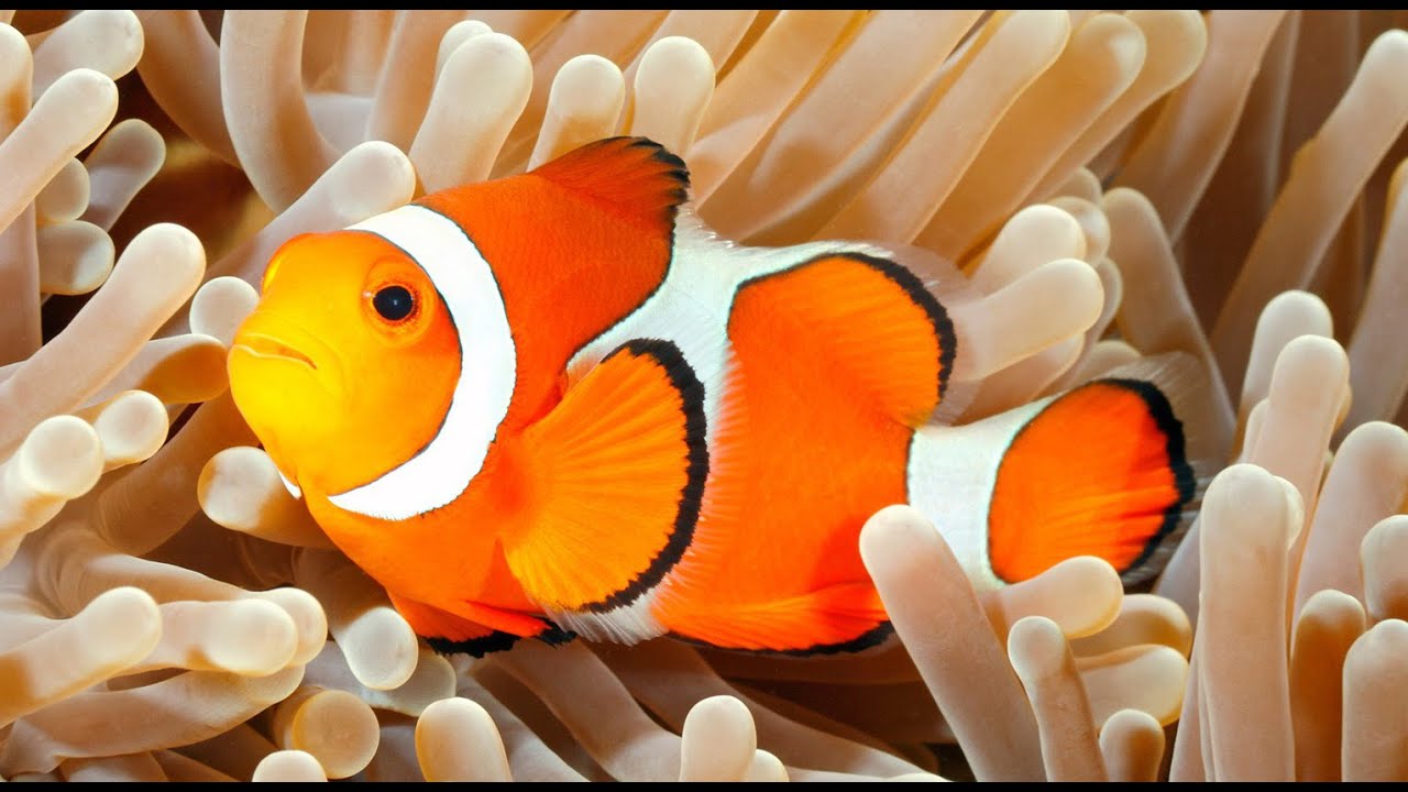 Acquario di Genova
