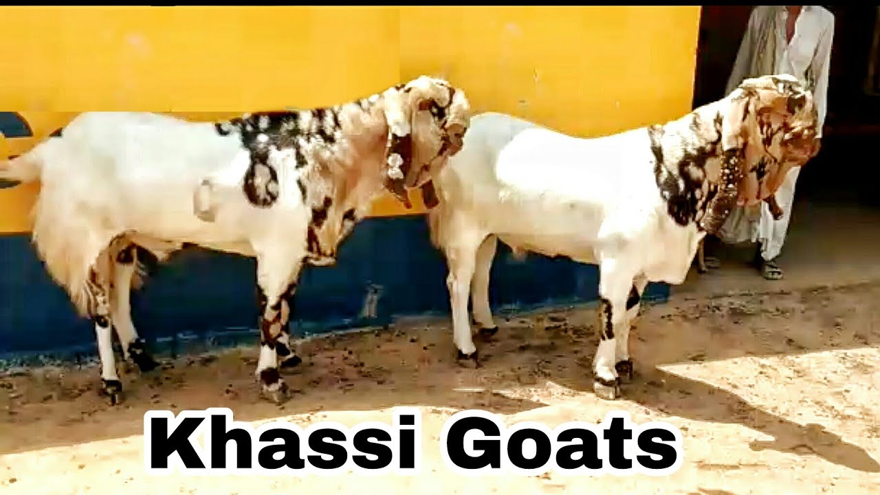 Best Khassi Goats For Eid 2018 🐐