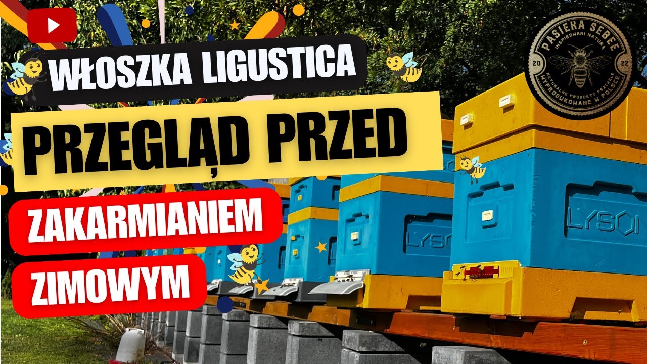 Włoszka Ligustica - Przegląd przed zakarmianiem zimowym - Pasieka SeBee
