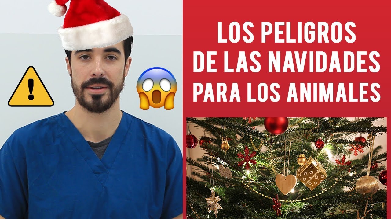 Los Peligros De Las Navidades Para Los Animales
