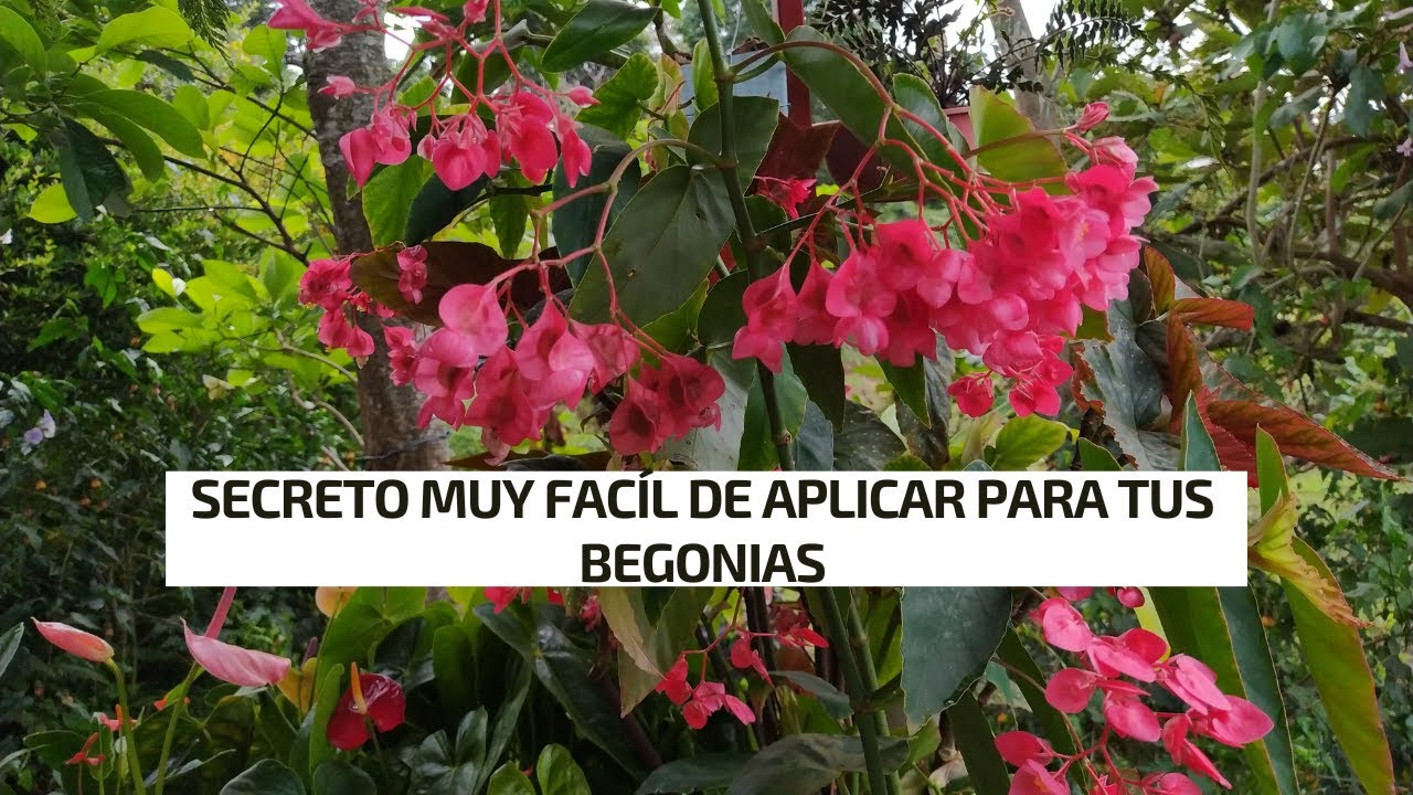 El secreto mas fácil de aplicar para que tus Begonias estén hermosas y llenas de flores |Jardín Diaz