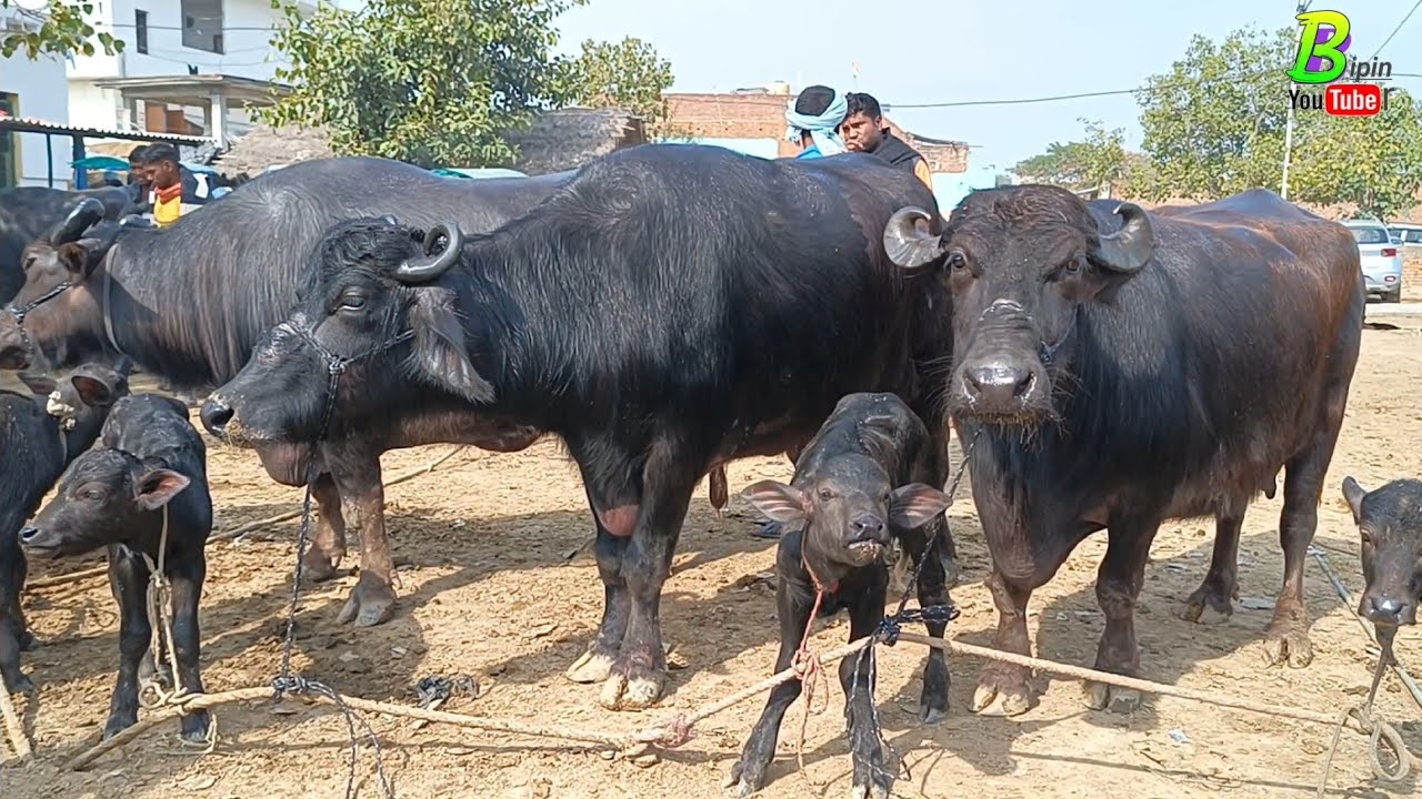 डेयरी फार्म या घर मे रखने वाली अच्छी भैंस मिल रही है यहा सस्ते दाम में | Dildarnagar Pashu Mandi