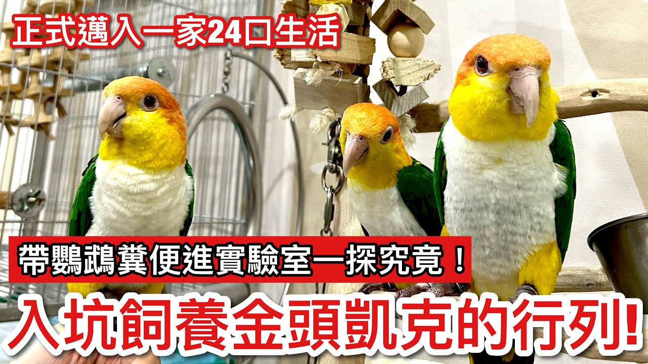 入手了！正式加入飼養「金頭凱克」的行列！超可愛姐妹花來到小木屋適應能力超驚人？一家「24口」的極充實日常！顯微鏡下的鸚鵡糞便竟讓Jack超煩惱？【鸚鵡小木屋】