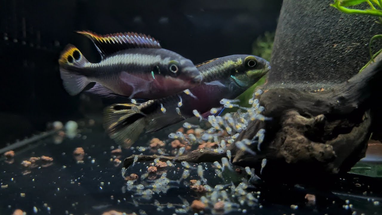 Kribensisler yavruladı‼️ #akvaryum #akvaryumbaliklari #kribensis #apistogramma