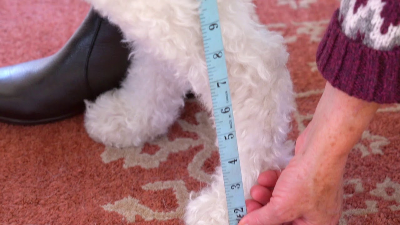 Ortho Dog - How To Measure Your Dog
