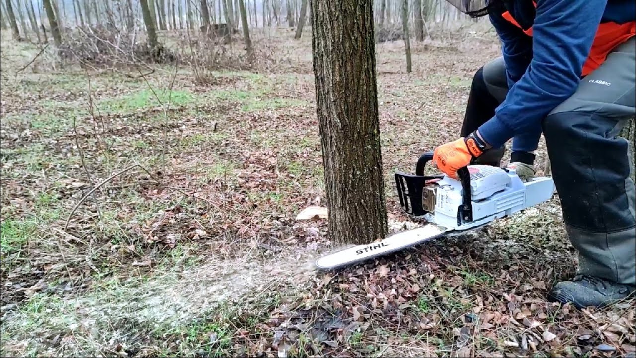 Stihl MS 261 Breaking in with easy work/ Bejáratás könnyű munkával