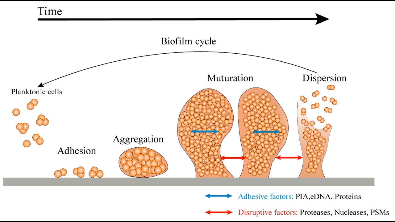 Unveiling Biofilms - The Hidden Culprits Causing Diseases (13 Minutes Microlearning)