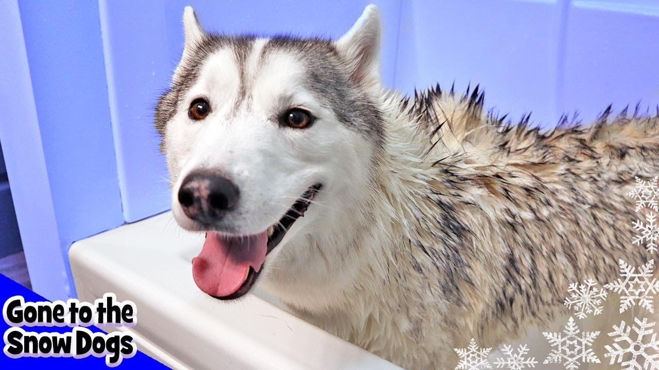 Memphis the Husky gets a Bath | Grooming a Husky  | Bath Time Challenge
