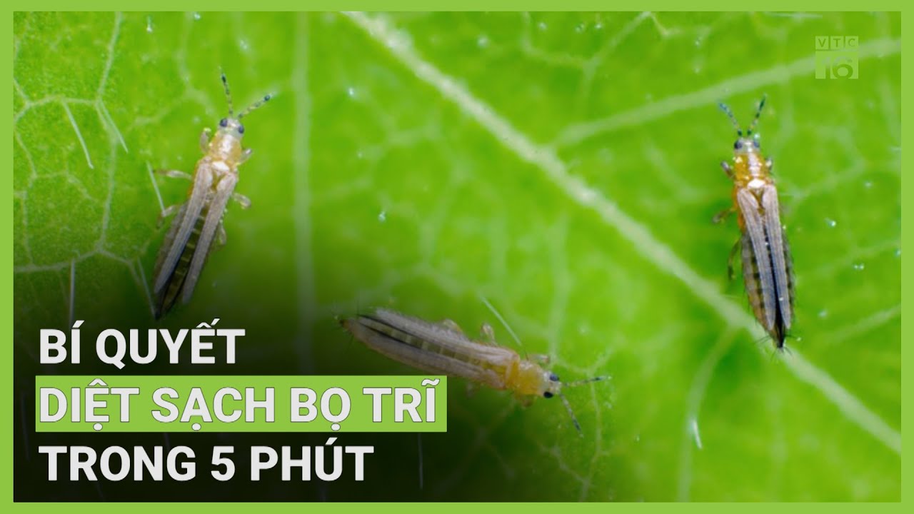 Mẹo hay diệt sạch bọ trĩ trong 5 phút | VTC16