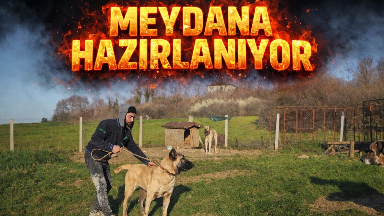 HAYATIMDA BU KADAR SERT DİŞİ GÖRMEDİM ! - TAKİPÇİLERİMİ DİNLEDİM SİBA NIN EŞİ DEĞİŞTİ 