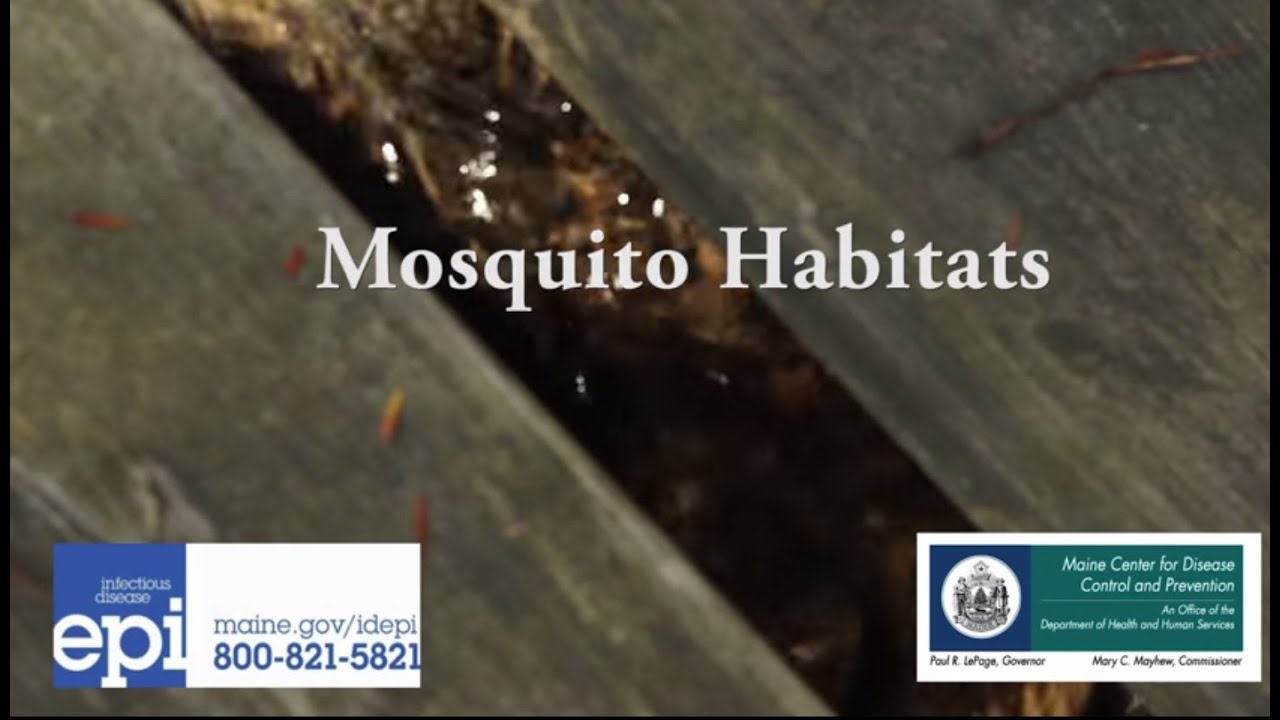 Mosquito Habitats