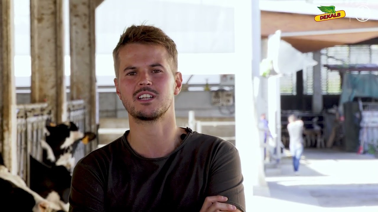 Silo-Extra: fibra digeribile per la tua stalla