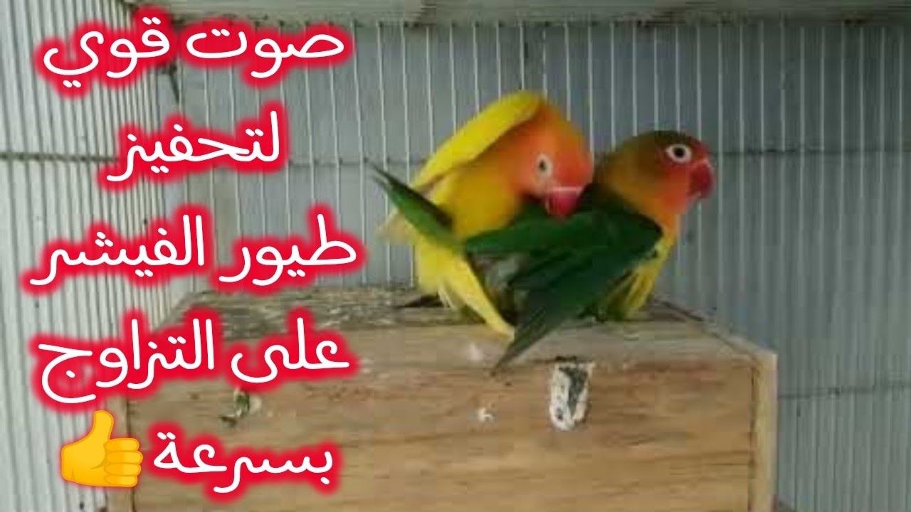 صوت قوي لتحفيز طيور الفيشر على التزاوج بسرعة👍