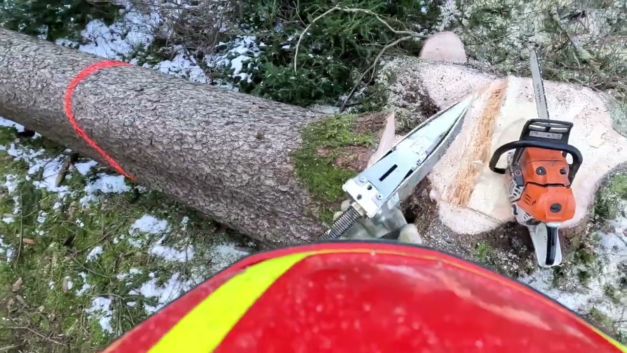 Holzschlägerung mit Forstreich TR24 HD und Stihl MS 500i