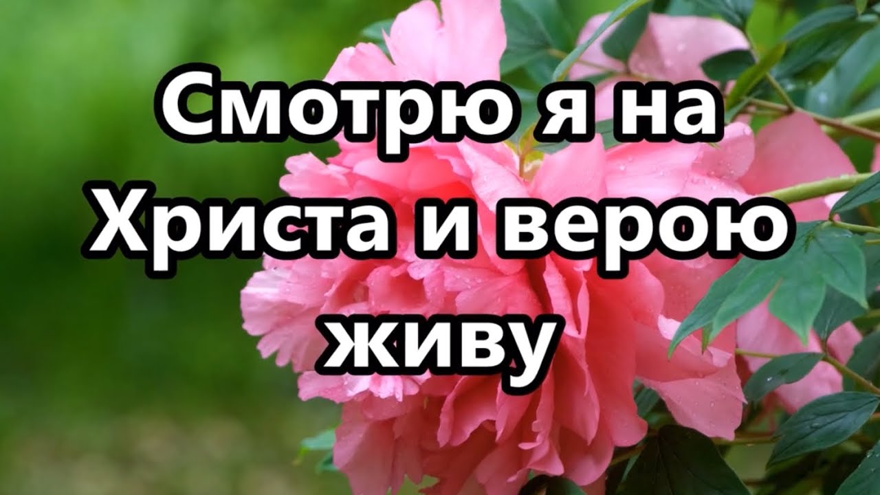 Смотрю я на Христа и верою живу