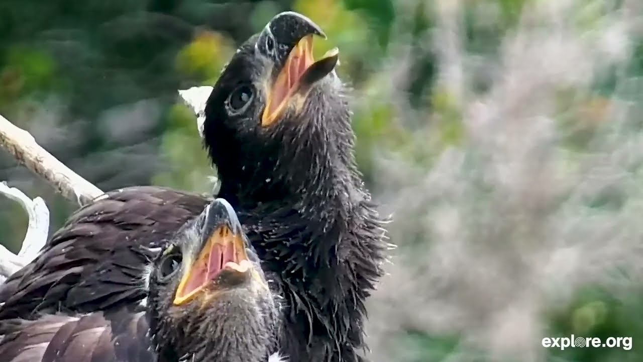 Time To Fly | Eagle Fledging
