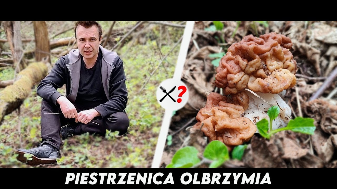 Piestrzenica Olbrzymia - Kalafior w lesie