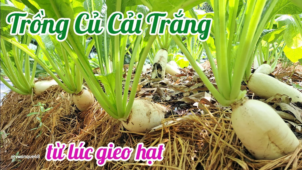 Cách trồng Củ Cải Trắng từ lúc gieo hạt