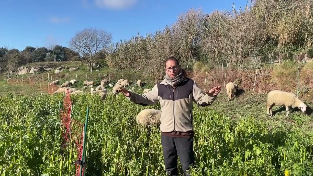 Tercer paso del cultivo de patata usando abono verde como principal fertilizante