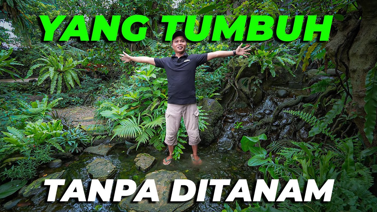 GA PERNAH DITANAM, ADA POHON BERINGIN TUMBUH SENDIRI DI BATU DALAM AVIARY 😱