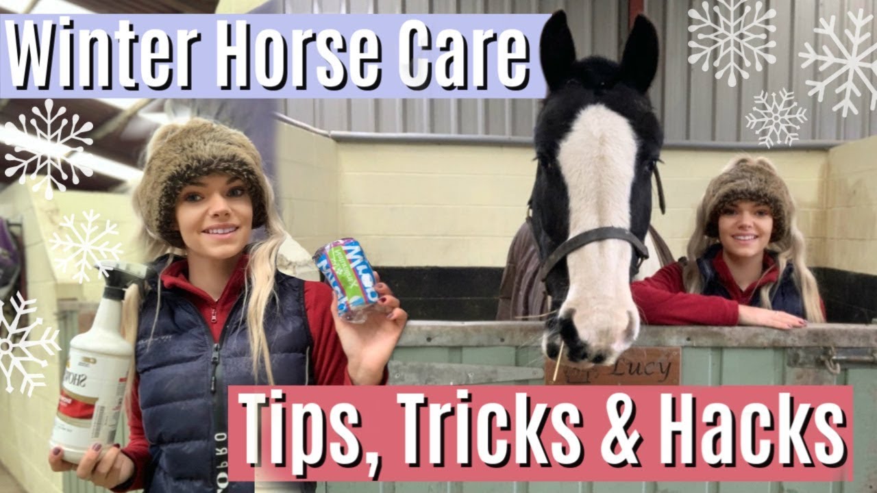 10 Winter Horse Care Hacks & Tips | Lilpetchannel