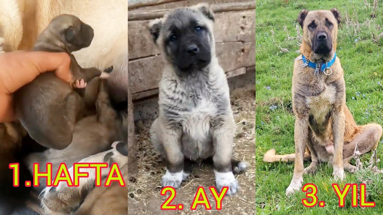 EFSANE TYSON`UN DOĞUMUNDAN ŞİMDİKİ HALİNE KADAR YAŞADIĞI MACERALAR. ONU NASIL YETİŞTİRDİM? (4K)