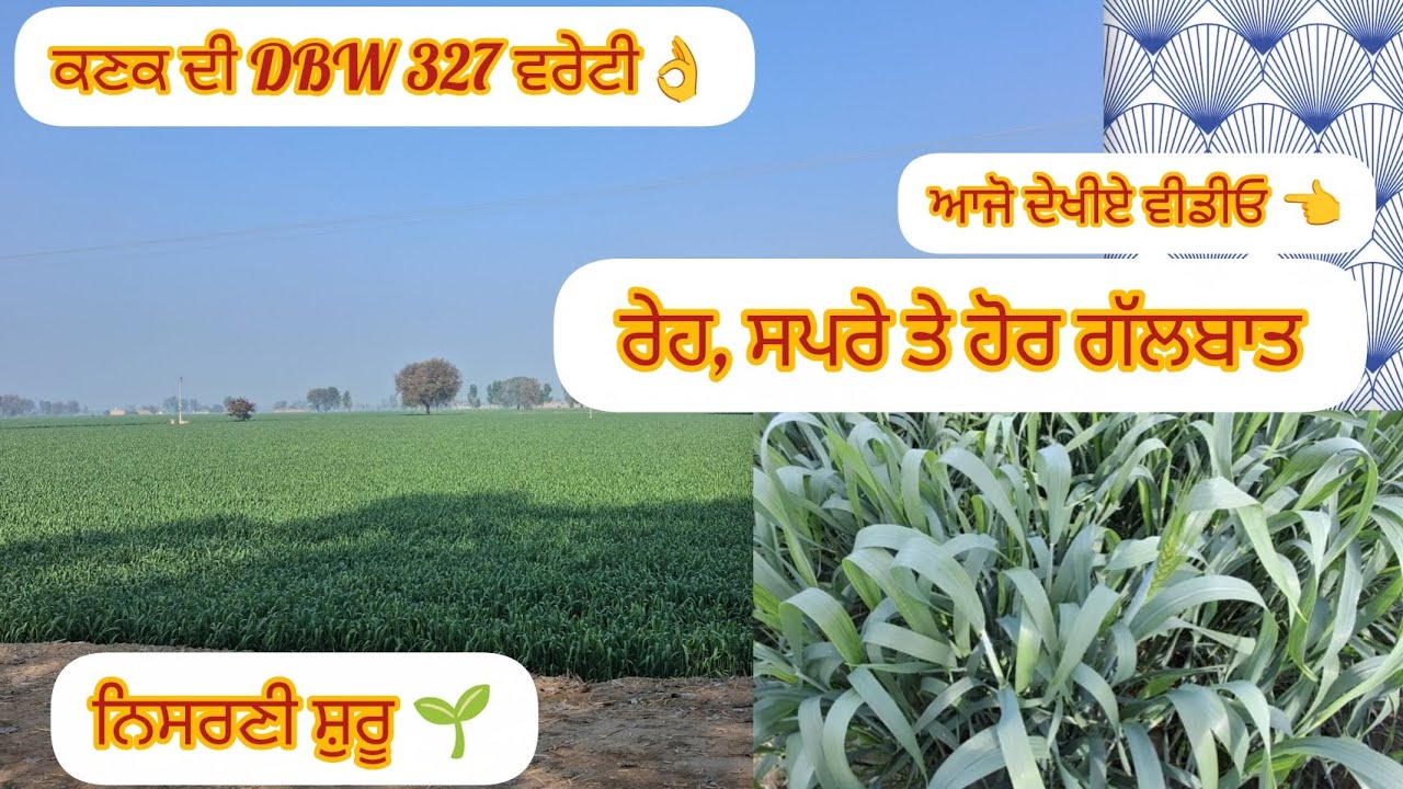 DBW327 ਕਿਵੇਂਦੀ ਵਰੇਟੀ ਆ, ਝਾੜ ਤੇ ਕੁਝ ਹੋਰ ਗੱਲਬਾਤ 👈 #viral #farming #vlogs #agro #time #february #wheat 