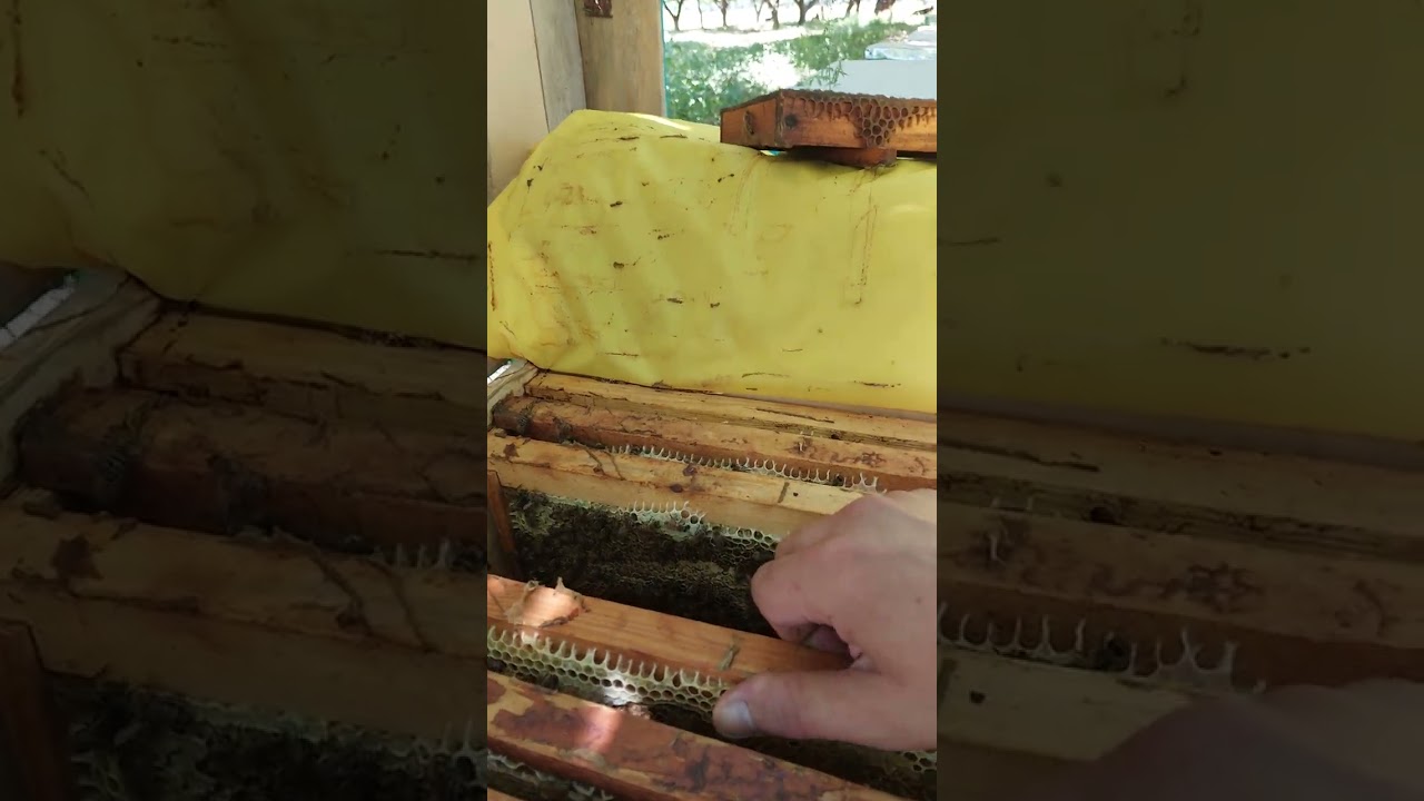 Асал туплашябди арилар