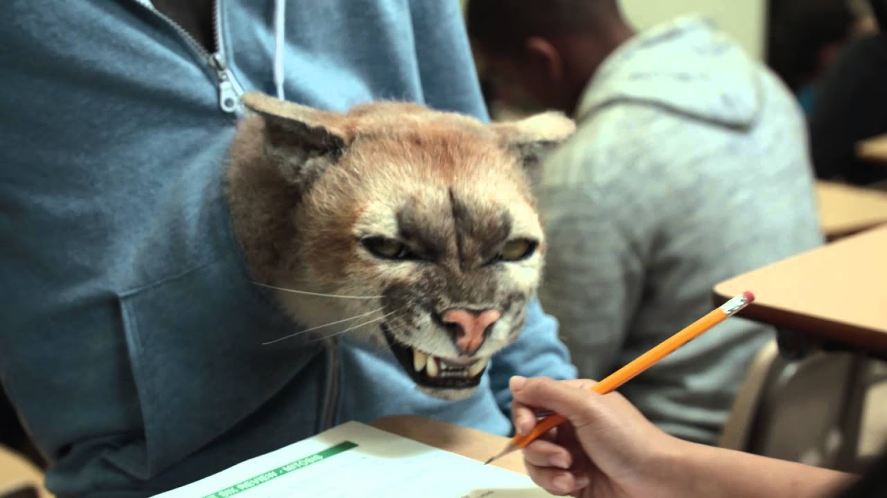 Puma Jumps Out of Student's Stomach