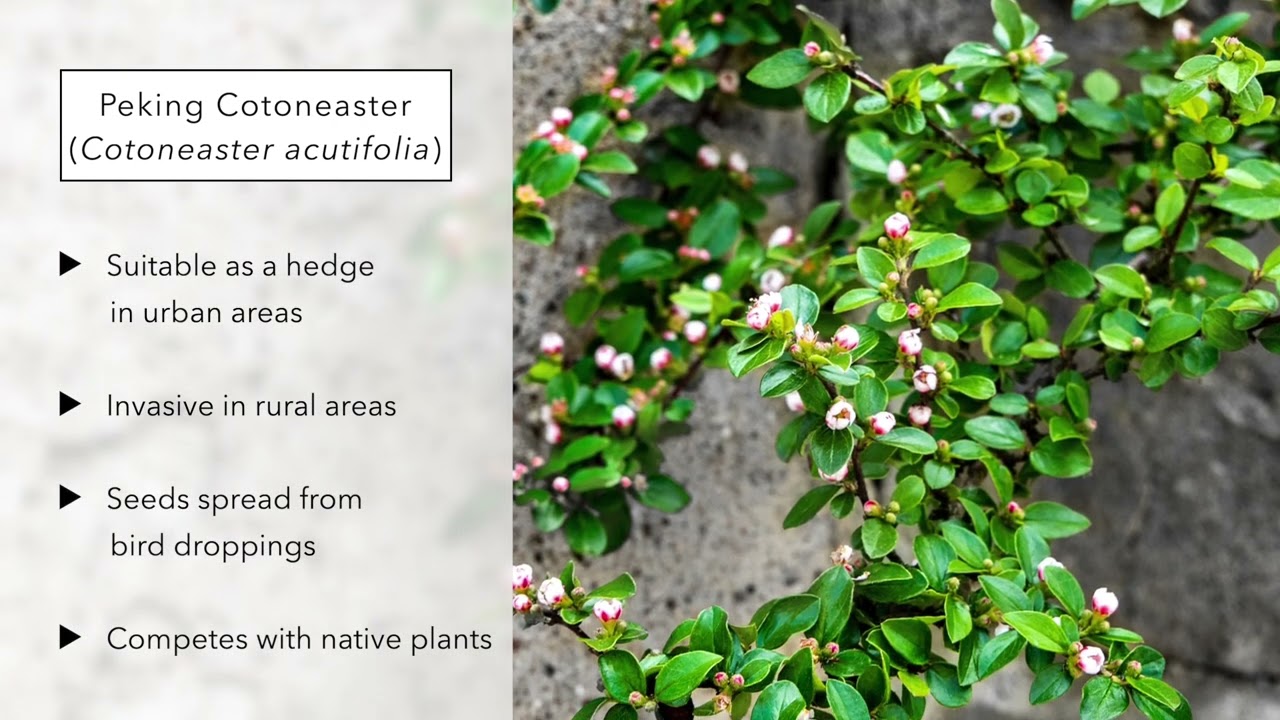 Trees to Plant Cautiously on the Canadian Prairies
