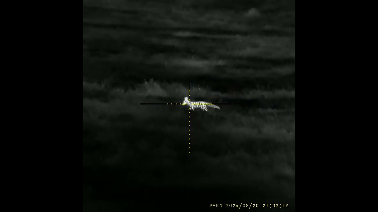 Lov li&scaron;ky přes termovizn&iacute; zaměřovač PARD Pantera PA4-50 LRF