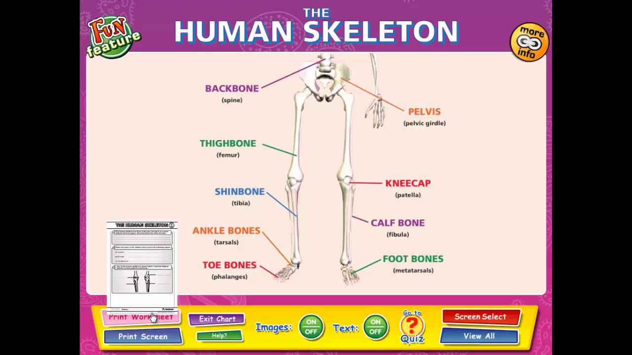 Science Worksheets