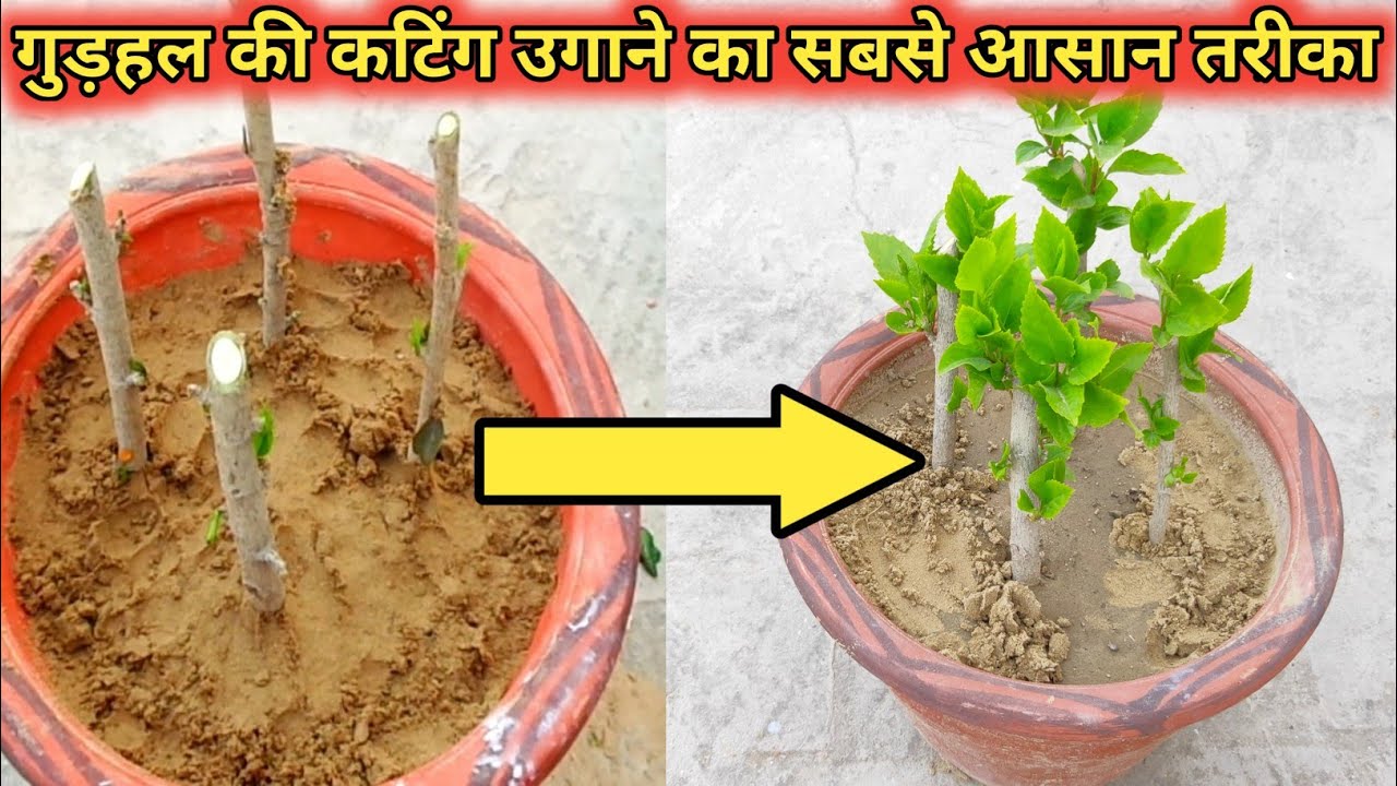 गुड़हल की कटिंग उगाने का सबसे आसान तरीका |easily grow hibiscus from cutting