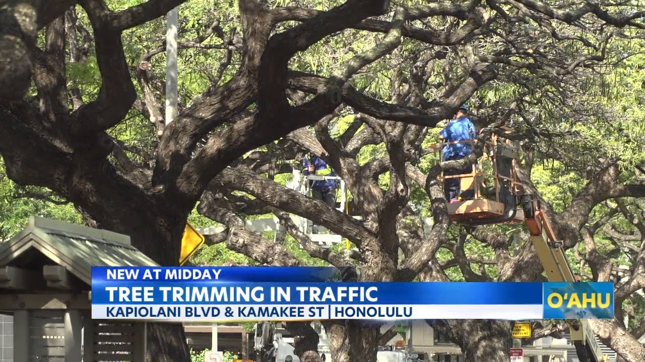Strong winds in Honolulu prompt tree trimming on Kapiolani Blvd