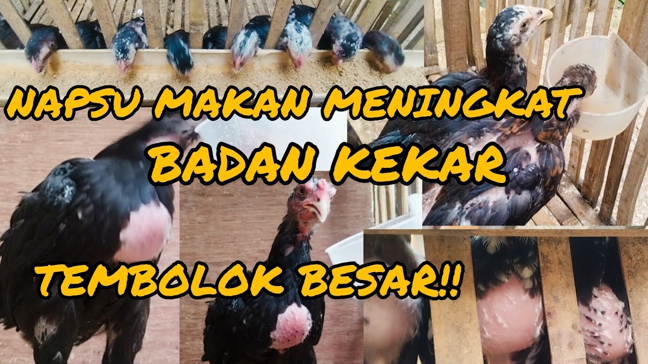 CARA MENINGKATKAN NAFSU MAKAN AYAM - DIJAMIN LAHAP & TUMBUH BESAR